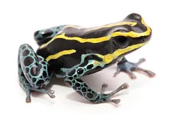 Пятнистый древолаз (Dendrobates tinctorius Cobalt)