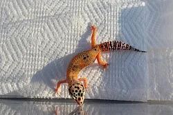Эублефар Tangerine het Hypo het Carrot Tail