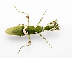 Индийский цветочный богомол (Creobroter gemmatus)