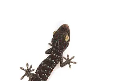 Геккон токи (Gekko gekko)