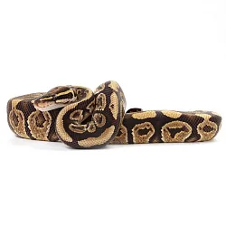 ПОД ЗАКАЗ: Королевский питон Python regius (Trick)