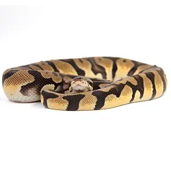 ПОД ЗАКАЗ: Королевский питон Python regius (Pastel Orange Dream)