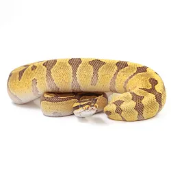 ПОД ЗАКАЗ: Королевский питон Python regius (Super Enchi Fire), S-M, Самец (Германия)