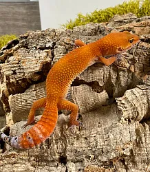 Эублефар Orange Tangerine