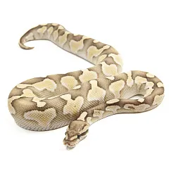 ПОД ЗАКАЗ: Королевский питон Python regius (Butter yb desert ghost)