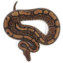 ПОД ЗАКАЗ: Королевский питон Python regius (Red Stripe poss Vanilla)