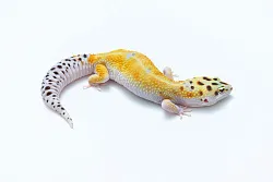 Эублефар White and Yellow het Blizzard cross Diablo