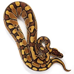 ПОД ЗАКАЗ: Королевский питон Python regius (Enchi Special poss NR Mandarin)