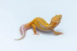 Эублефар Emerine Tremper Albino