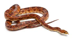 Маисовый полоз (морфа Normal het ghost)