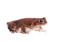 Карибские щитковые жабы (Peltophryne peltocephala)