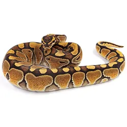 ПОД ЗАКАЗ: Королевский питон Python regius (Enchi Special poss NR Mandarin)