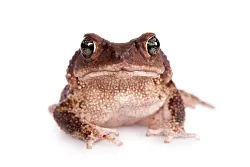 Карибские щитковые жабы (Peltophryne peltocephala)