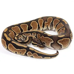 ПОД ЗАКАЗ: Королевский питон Python regius (Special)