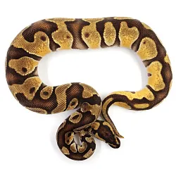 ПОД ЗАКАЗ: Королевский питон Python regius (Enchi Orange Dream)