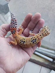 Эублефар Tangerine het Hypo het Carrot Tail