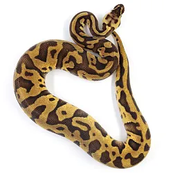 ПОД ЗАКАЗ: Королевский питон Python regius (Enchi Pastel Leopard)
