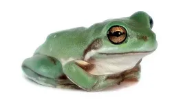 Австралийские квакши (Litoria caerulea)