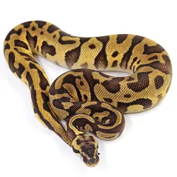 ПОД ЗАКАЗ: Королевский питон Python regius (Enchi Pastel Leopard)