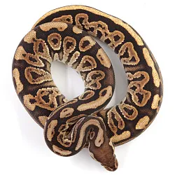 ПОД ЗАКАЗ: Королевский питон Python regius (Black Pastel Vanilla poss Gravel)