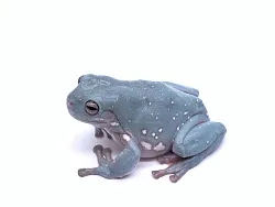 Австралийские квакши, морфные (Litoria caerulea)