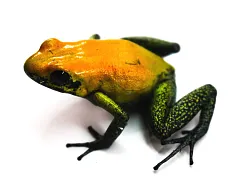 Двухцветный листолаз (Phyllobates bicolor)