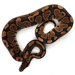 ПОД ЗАКАЗ: Королевский питон Python regius (Gravel)