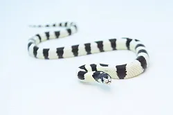 Калифорнийская королевская змея Banded