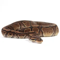 ПОД ЗАКАЗ: Королевский питон Python regius (Red Stripe poss Vanilla)