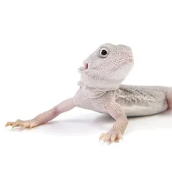 ПОД ЗАКАЗ: Бородатая агама "Zero Translucent" (Pogona vitticeps)