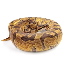 ПОД ЗАКАЗ: Королевский питон Python regius (Enchi poss NR Mandarin)