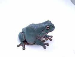 Австралийские квакши, морфные (Litoria caerulea)