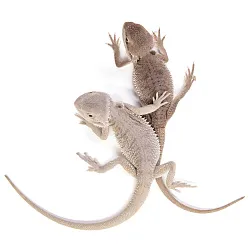 ПОД ЗАКАЗ: Бородатая агама "Hypo Zero" (Pogona vitticeps)
