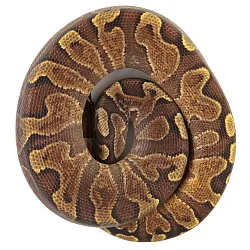 ПОД ЗАКАЗ: Королевский питон Python regius (Enchi Gravel GHI)