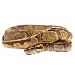 ПОД ЗАКАЗ: Королевский питон Python regius (Enchi Copper)