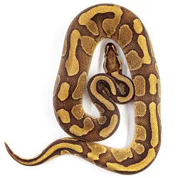 ПОД ЗАКАЗ: Королевский питон Python regius (Enchi Copper)