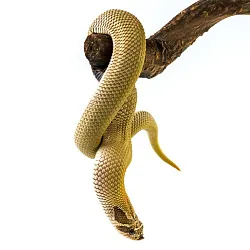 Свиноносый уж "Heterodon nasicus" (морфа Super Anaconda)