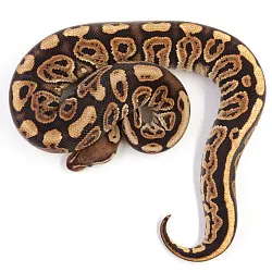 ПОД ЗАКАЗ: Королевский питон Python regius (Black Pastel Vanilla poss Gravel)