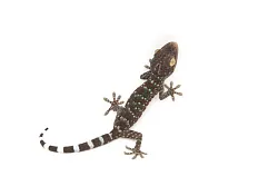 Геккон токи (Gekko gekko)