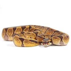 ПОД ЗАКАЗ: Королевский питон Python regius (Enchi poss NR Mandarin)