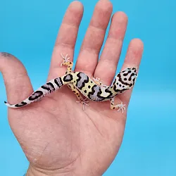 Эублефар Mack Snow het Hypo Bandit
