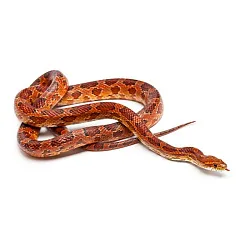 Маисовый полоз (морфа Normal het ghost)