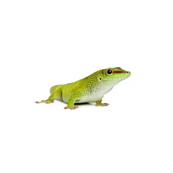 Мадагаскарский дневной геккон (Phelsuma madagascariensis)