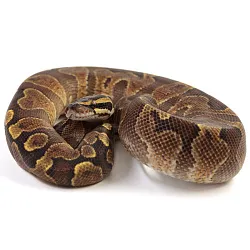 ПОД ЗАКАЗ: Королевский питон Python regius (Enchi Gravel GHI)