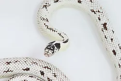 Калифорнийская королевская змея High White
