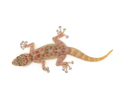 Вееропалый геккон (Ptyodactylus togoensis)