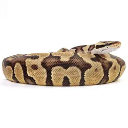 ПОД ЗАКАЗ: Королевский питон Python regius (Enchi Pastel Gravel)
