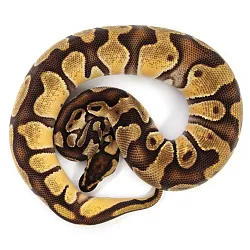 ПОД ЗАКАЗ: Королевский питон Python regius (Enchi Orange Dream)