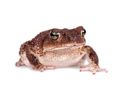 Карибские щитковые жабы (Peltophryne peltocephala)