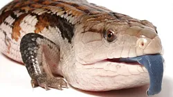 Синеязыкий сцинк (Tiliqua scincoides)